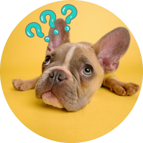 Cachorro e gato sendo atendidos por veterinária